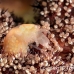 shrimp_snapping_jj_kb_h_0124_png0204.jpg